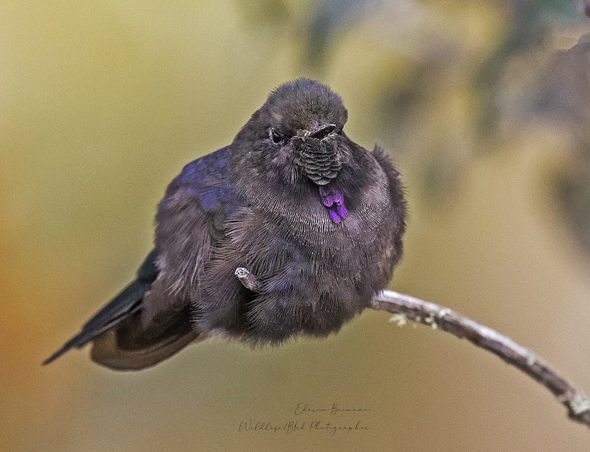 kolibřík modropláštíkový - ML620292165