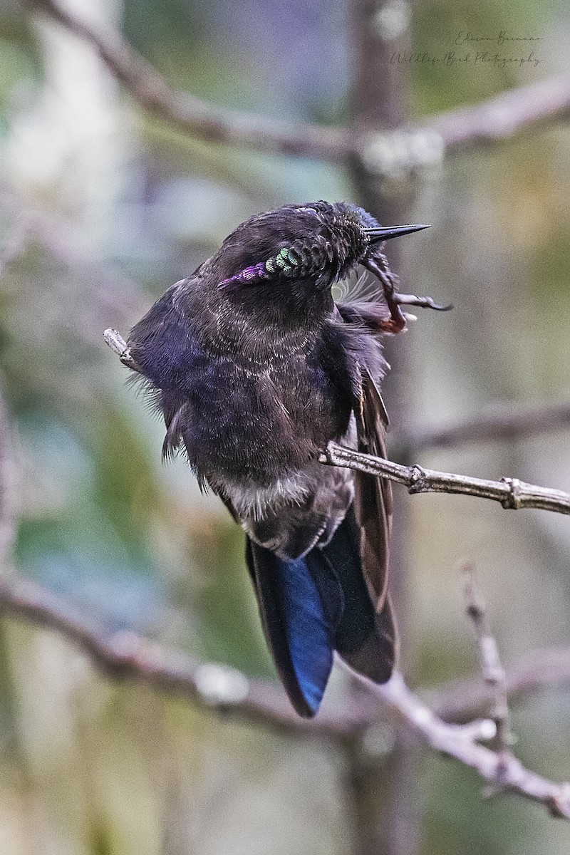 Blue-mantled Thornbill - ML620292166