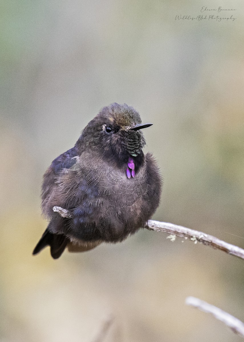 Colibrí de Stanley - ML620292167