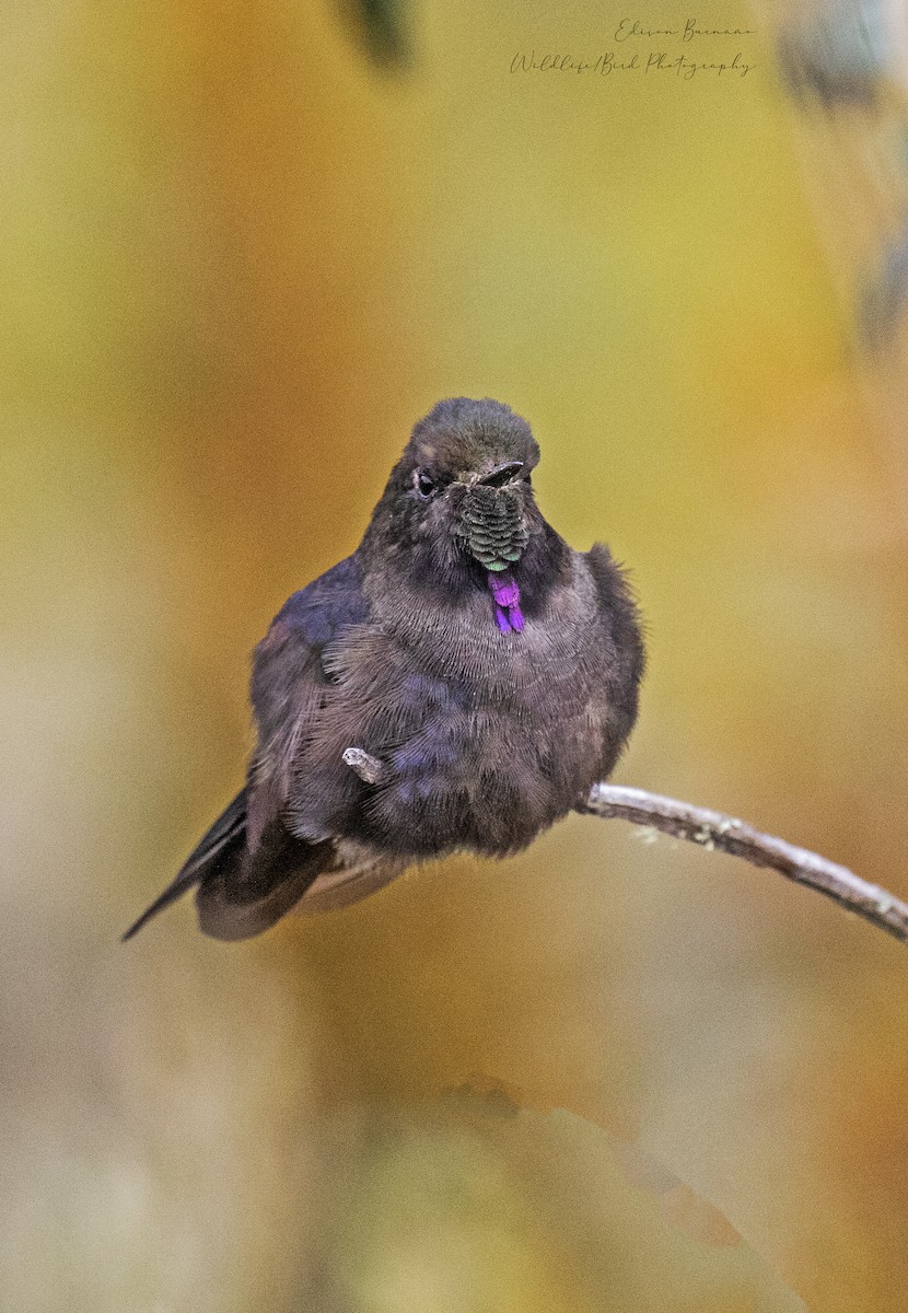 Blue-mantled Thornbill - ML620292168