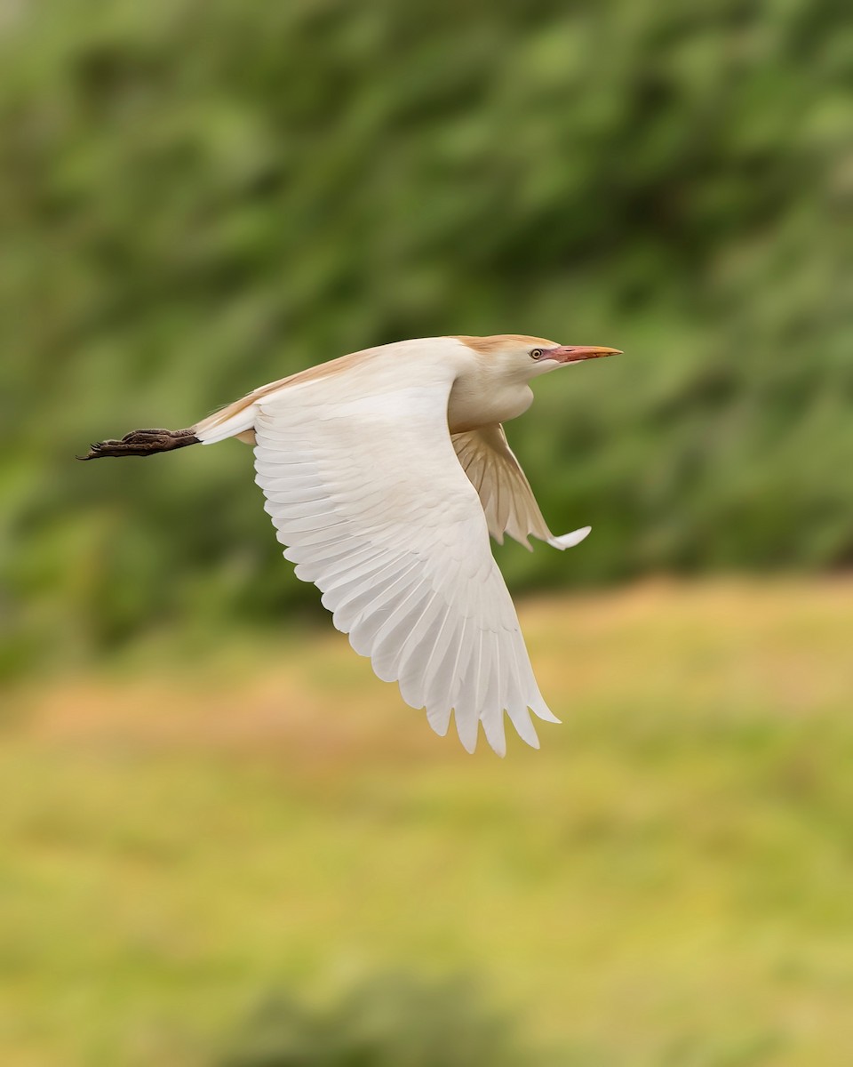 Western Cattle Egret - ML620292169