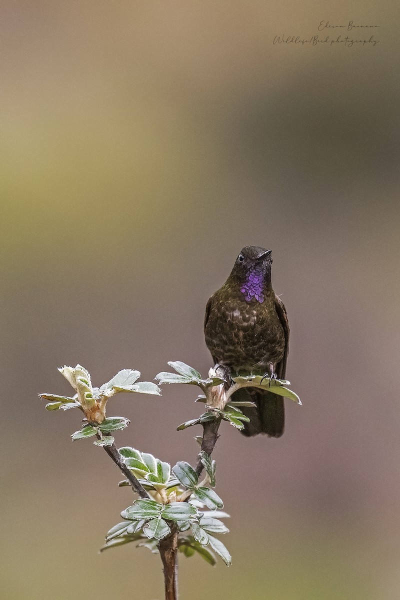 Violettkehl-Glanzschwänzchen - ML620292171