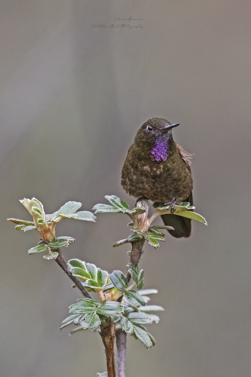 Violettkehl-Glanzschwänzchen - ML620292172