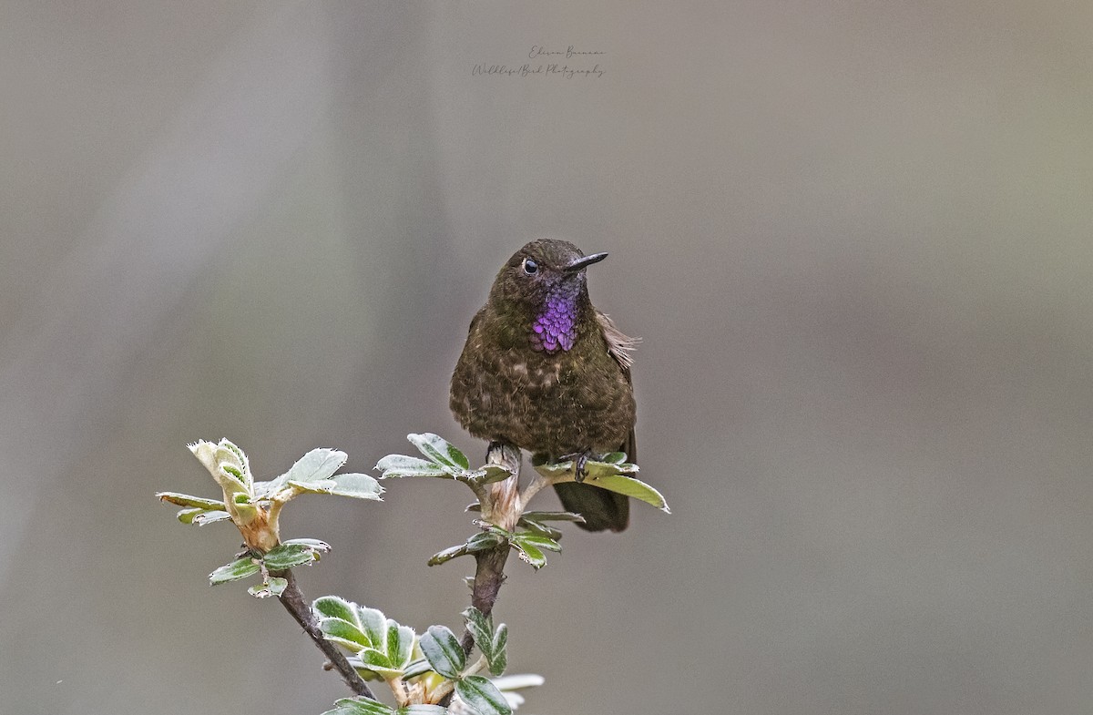 Violettkehl-Glanzschwänzchen - ML620292173