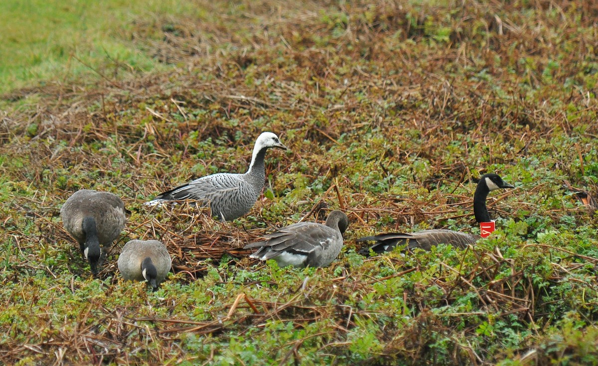 Emperor Goose - ML620292174