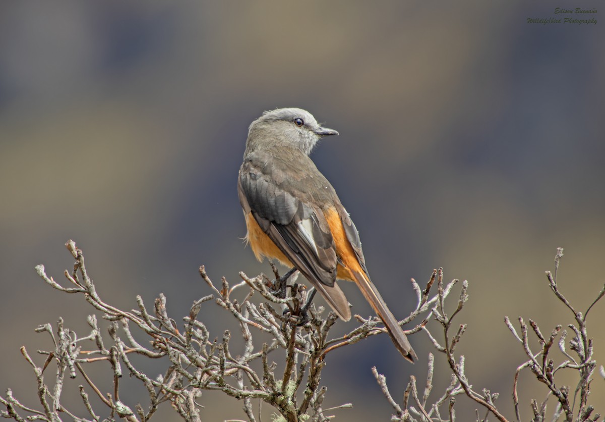 Red-rumped Bush-Tyrant - ML620292175