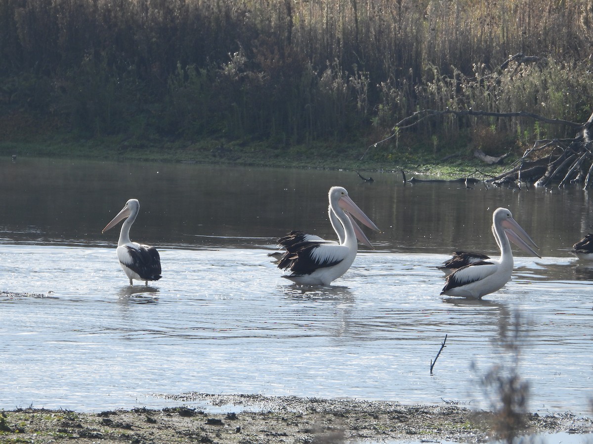 Australian Pelican - ML620292178