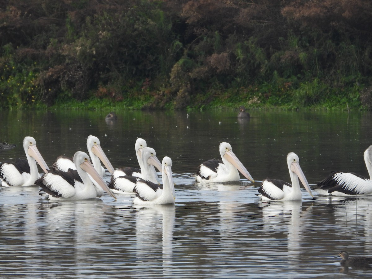 Australian Pelican - ML620292179