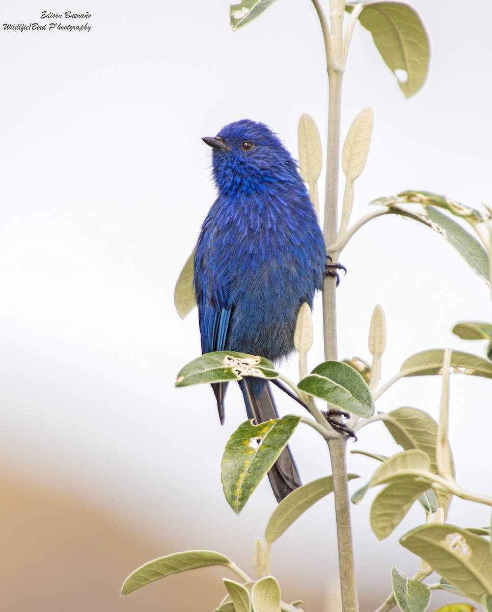 Tit-like Dacnis - ML620292180