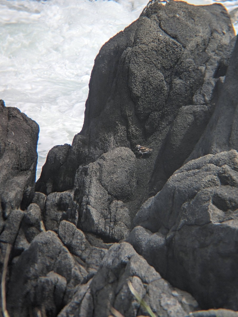 Ruddy Turnstone - ML620292182