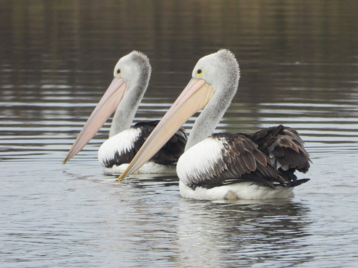 Australian Pelican - Rodney Macready