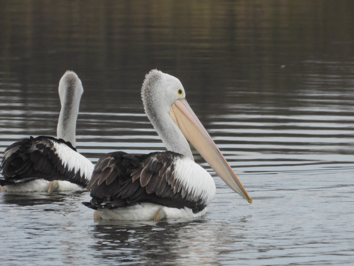 Australian Pelican - ML620292186