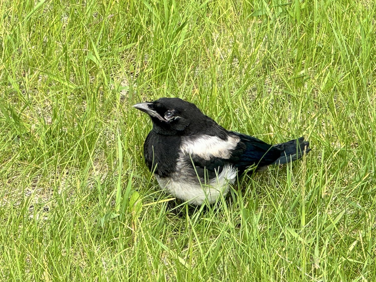 Black-billed Magpie - ML620292188