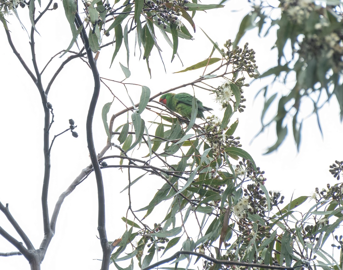 Little Lorikeet - ML620292189