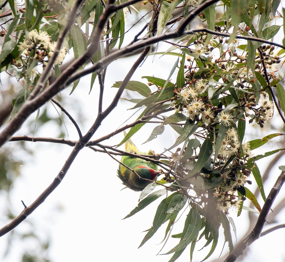 Little Lorikeet - ML620292190