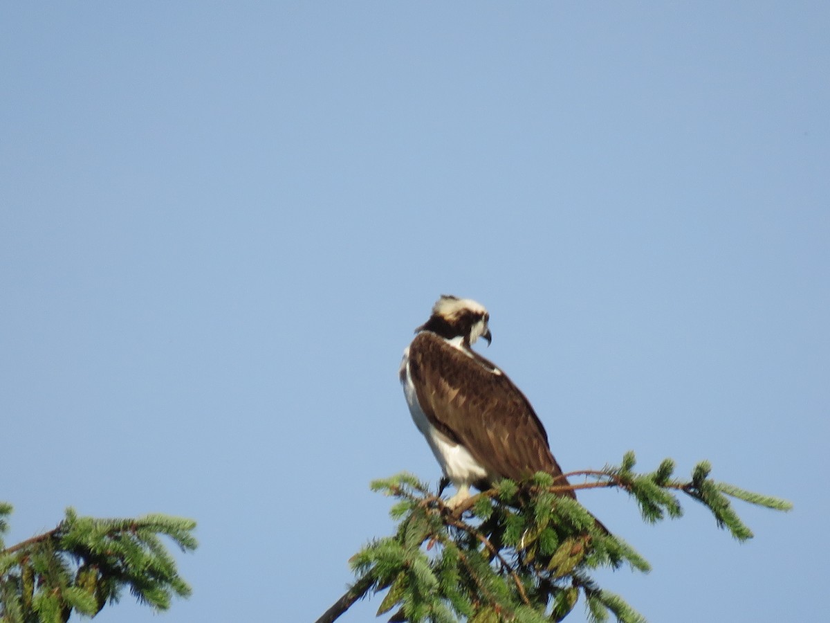 Águila Pescadora - ML620292191