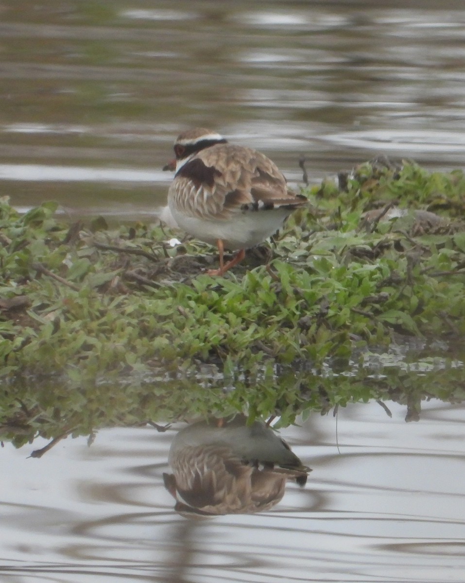 Black-fronted Dotterel - ML620292194