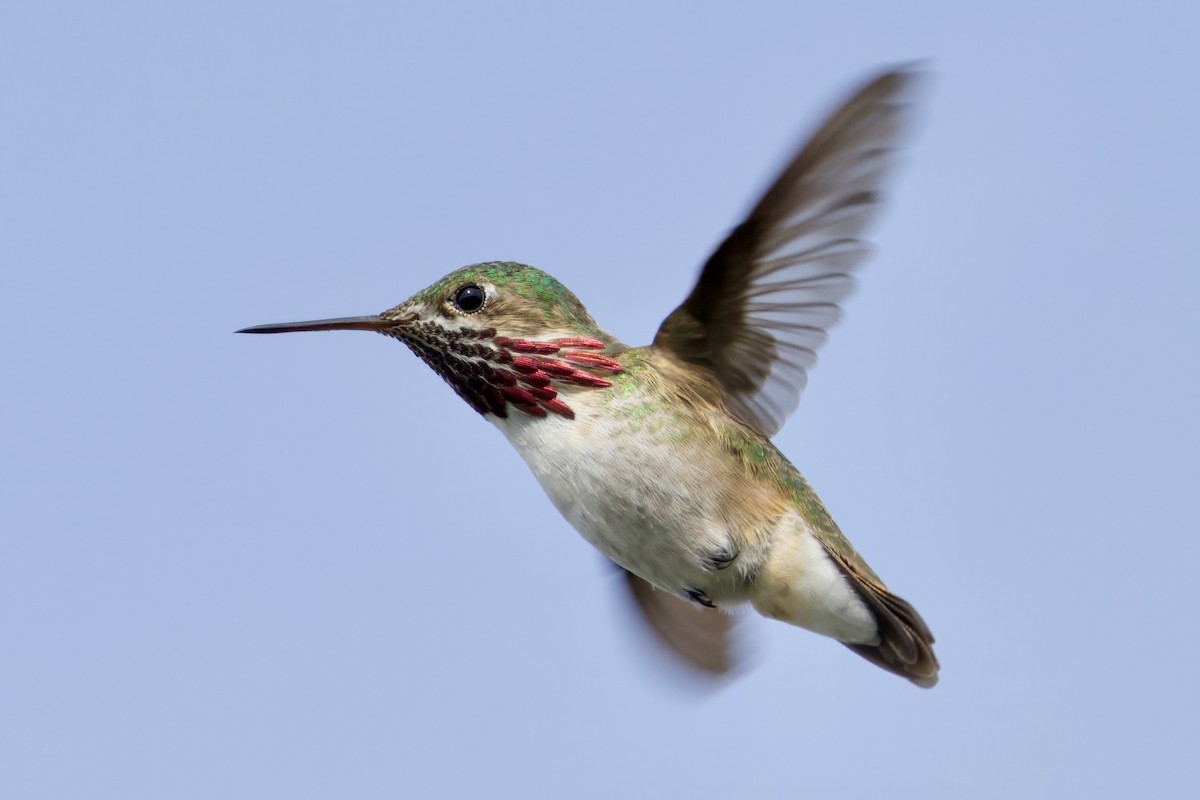 Calliope Hummingbird - ML620292195