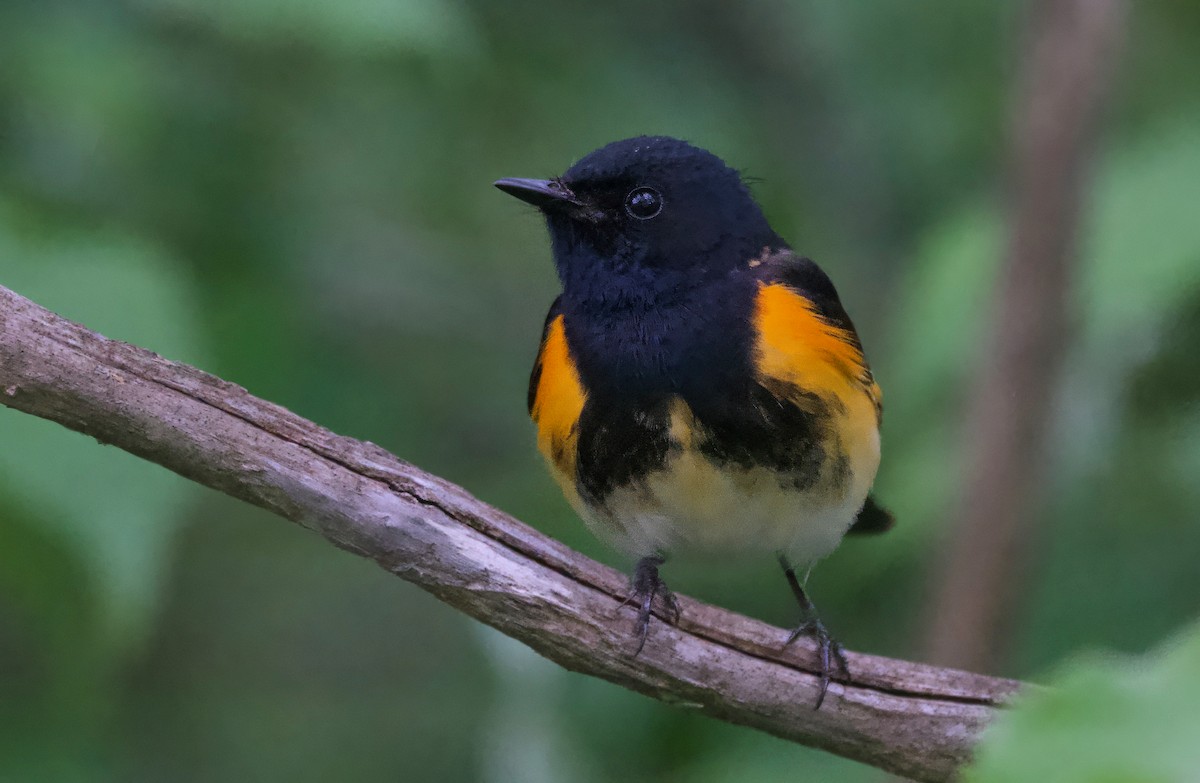 American Redstart - ML620292199