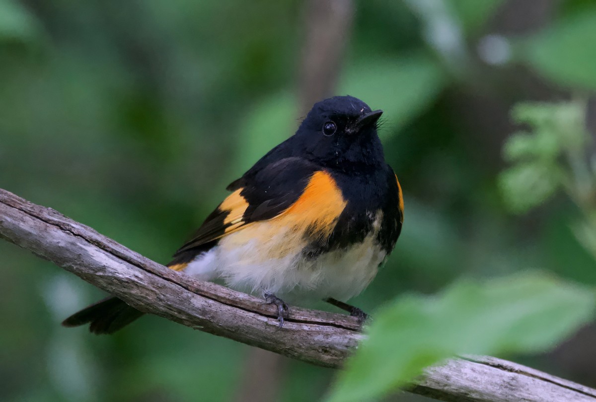 American Redstart - ML620292200