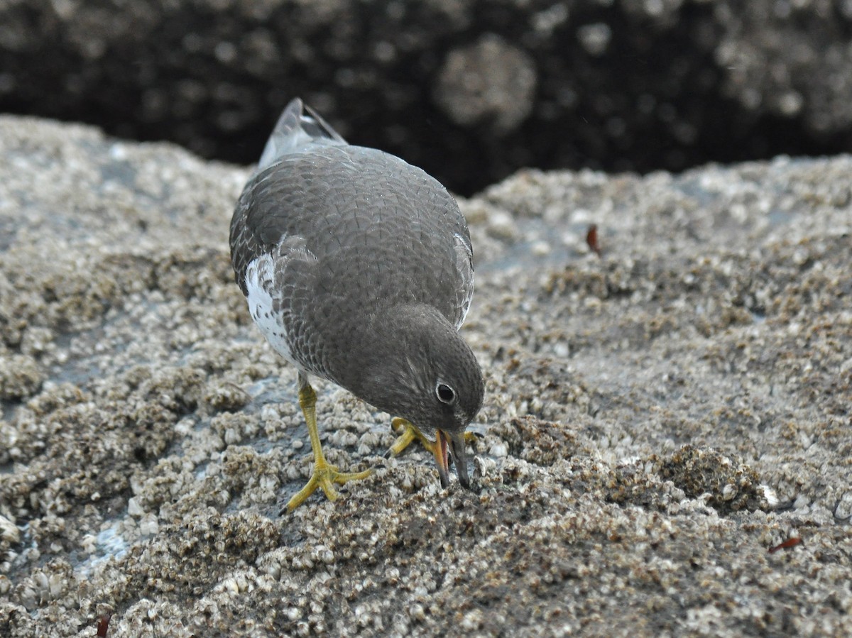 Surfbird - ML620292207