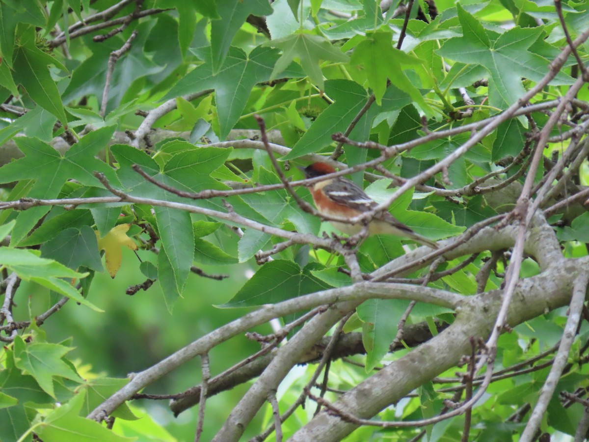 Bay-breasted Warbler - Shirley Reynolds