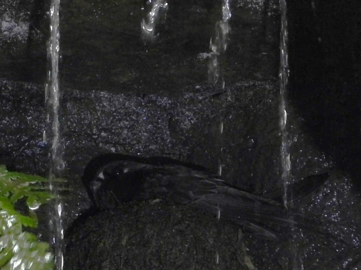 Spot-fronted Swift - ML620292219