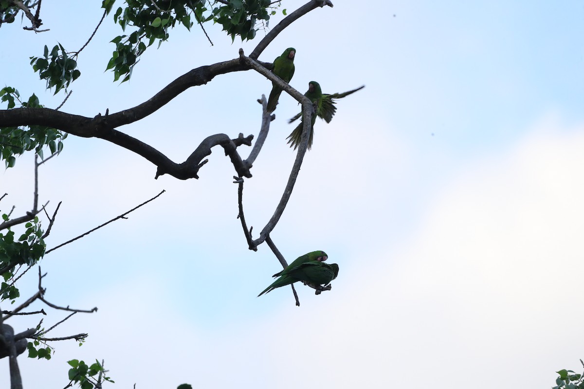 Conure verte - ML620292224