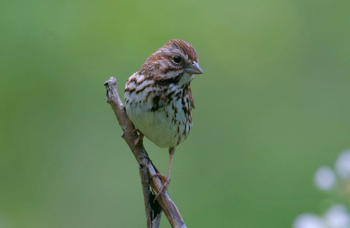 Song Sparrow - ML620292232