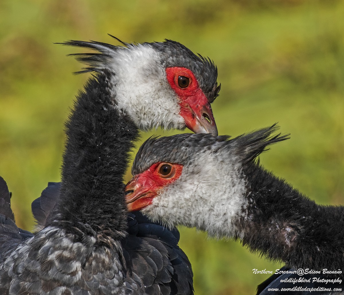 Northern Screamer - ML620292236