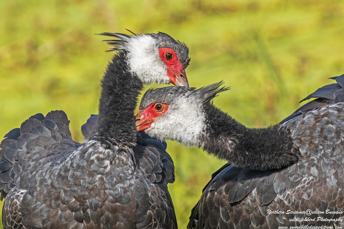 Northern Screamer - ML620292238