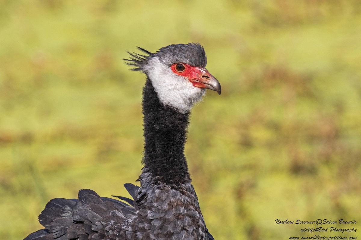 Northern Screamer - ML620292239