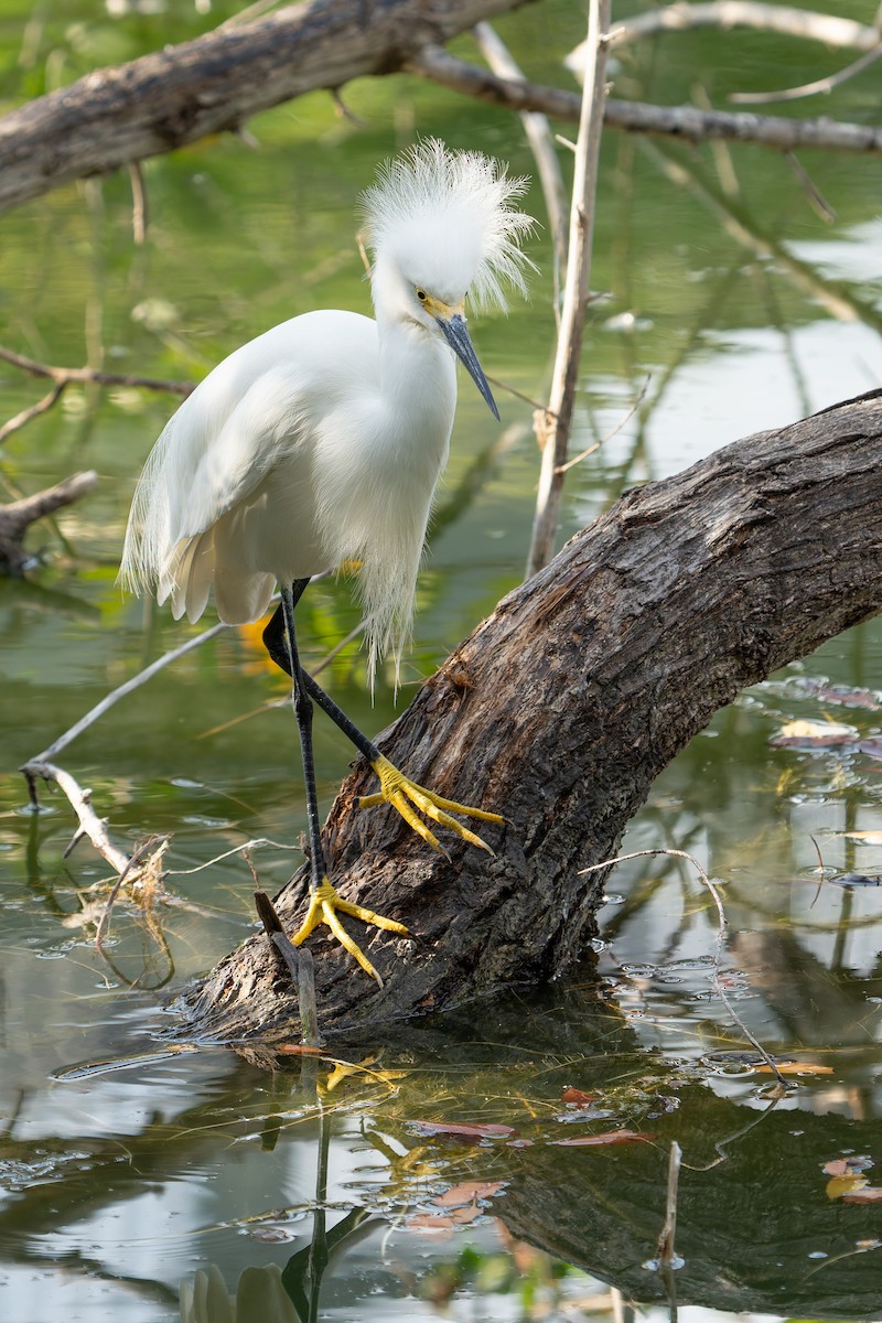 Snowy Egret - ML620292240