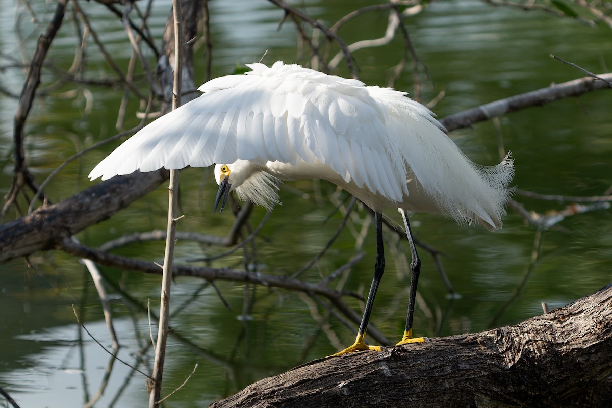 Snowy Egret - ML620292242