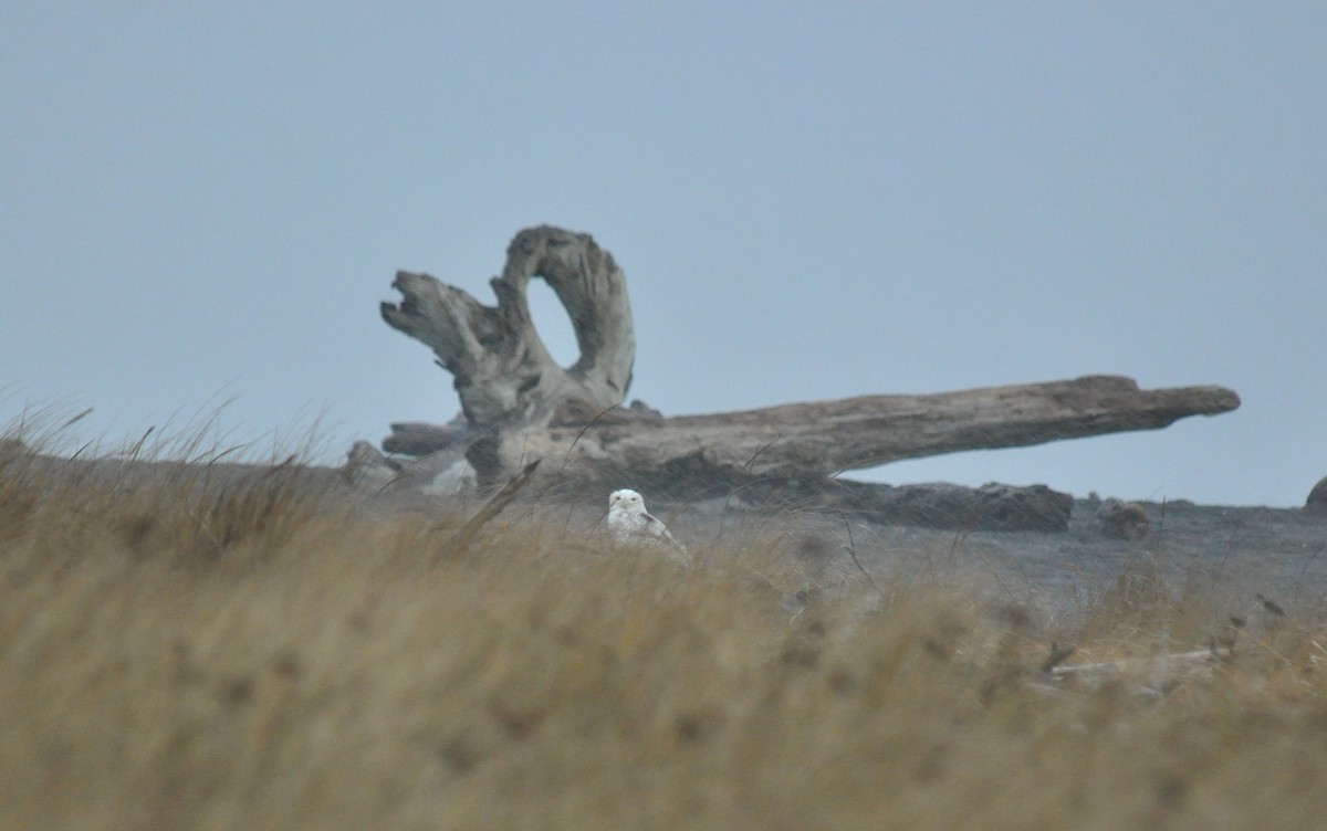 Snowy Owl - ML620292245