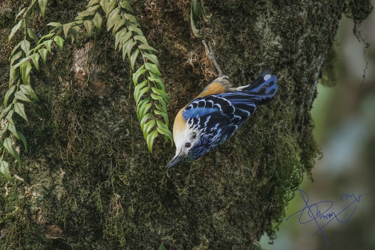 Beautiful Nuthatch - ML620292248