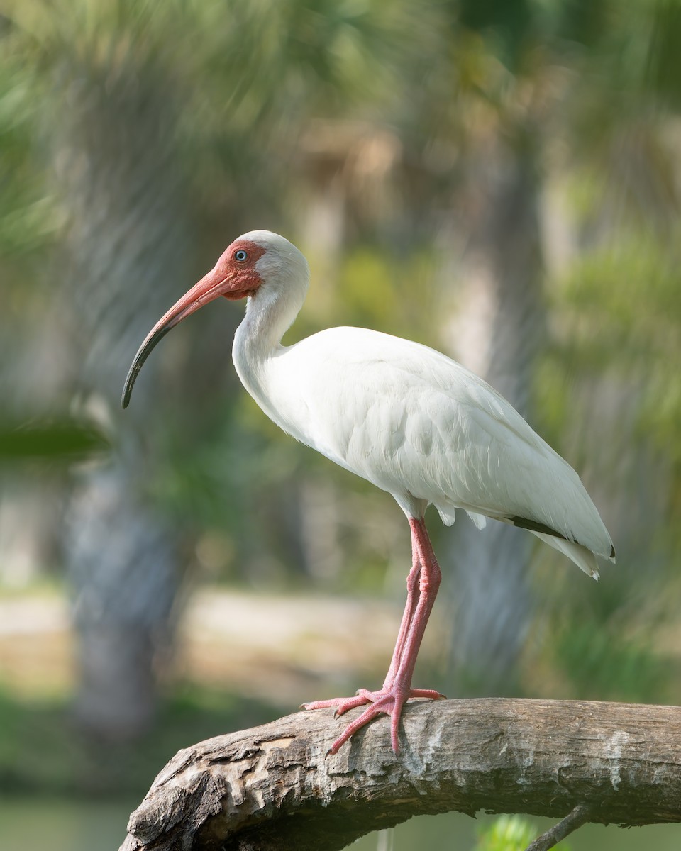 White Ibis - ML620292249