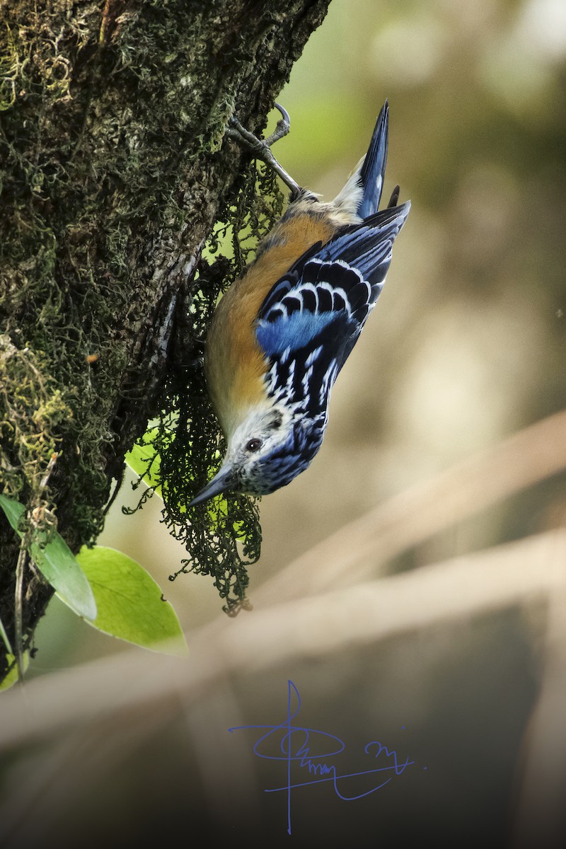 Beautiful Nuthatch - ML620292251