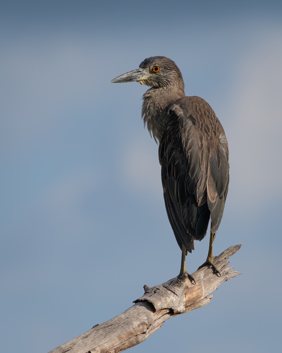 Black-crowned Night Heron - ML620292255