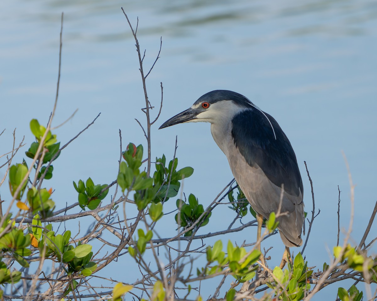 Black-crowned Night Heron - ML620292256