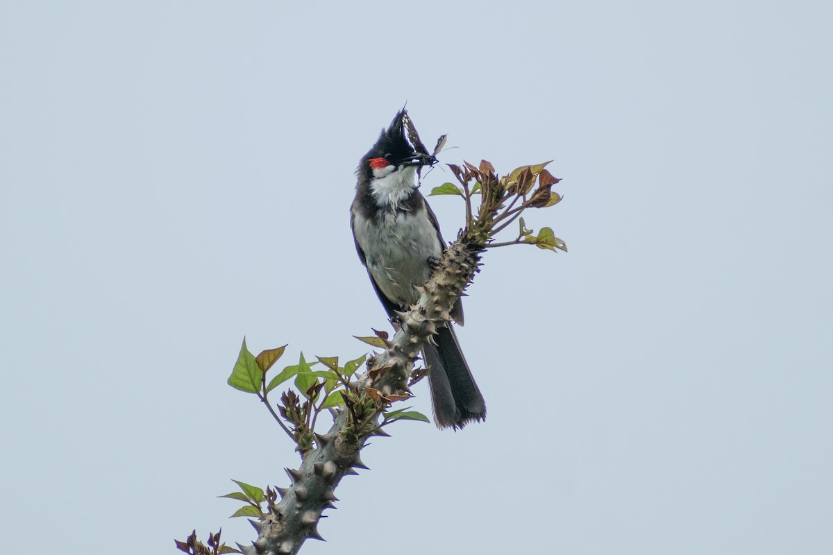 Red-whiskered Bulbul - ML620292261