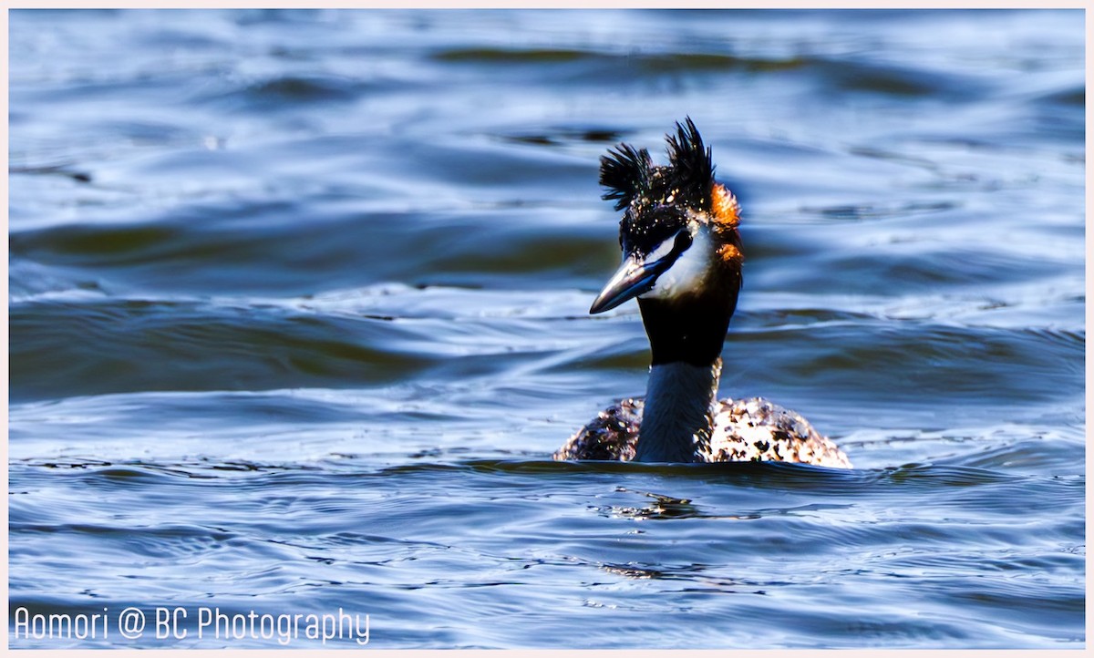 Great Crested Grebe - ML620292262