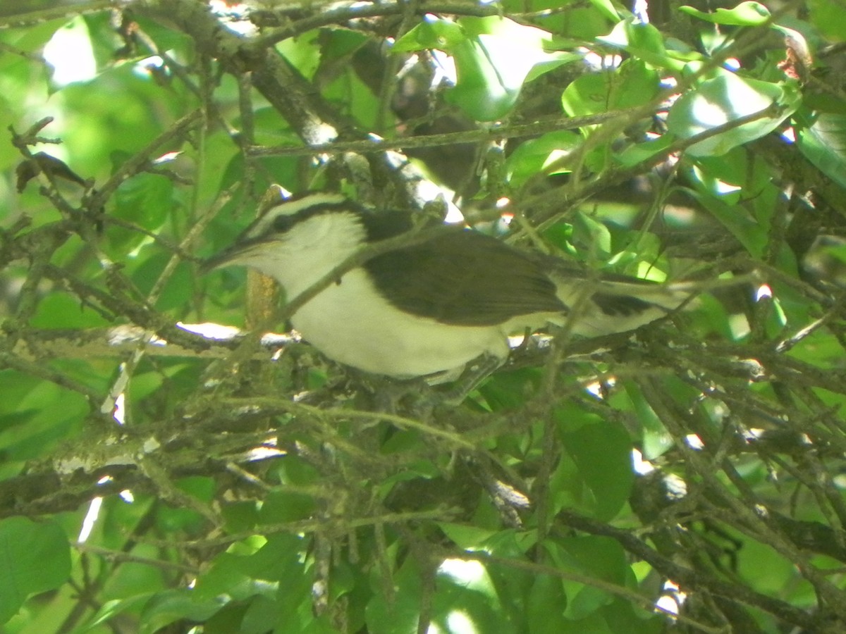 Bicolored Wren - ML620292269