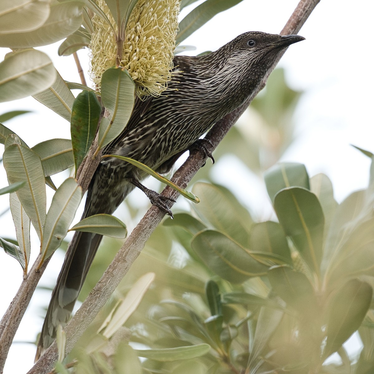 Little Wattlebird - ML620292275