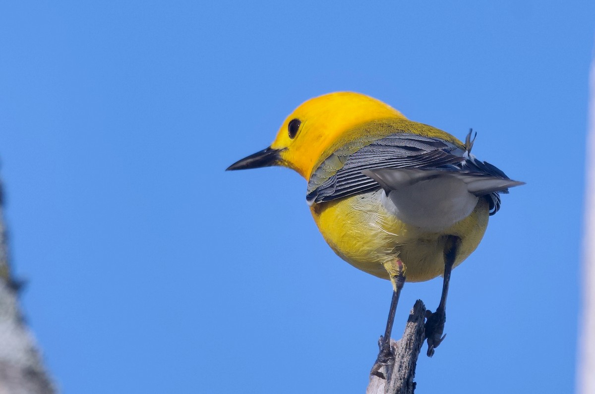 Prothonotary Warbler - ML620292285