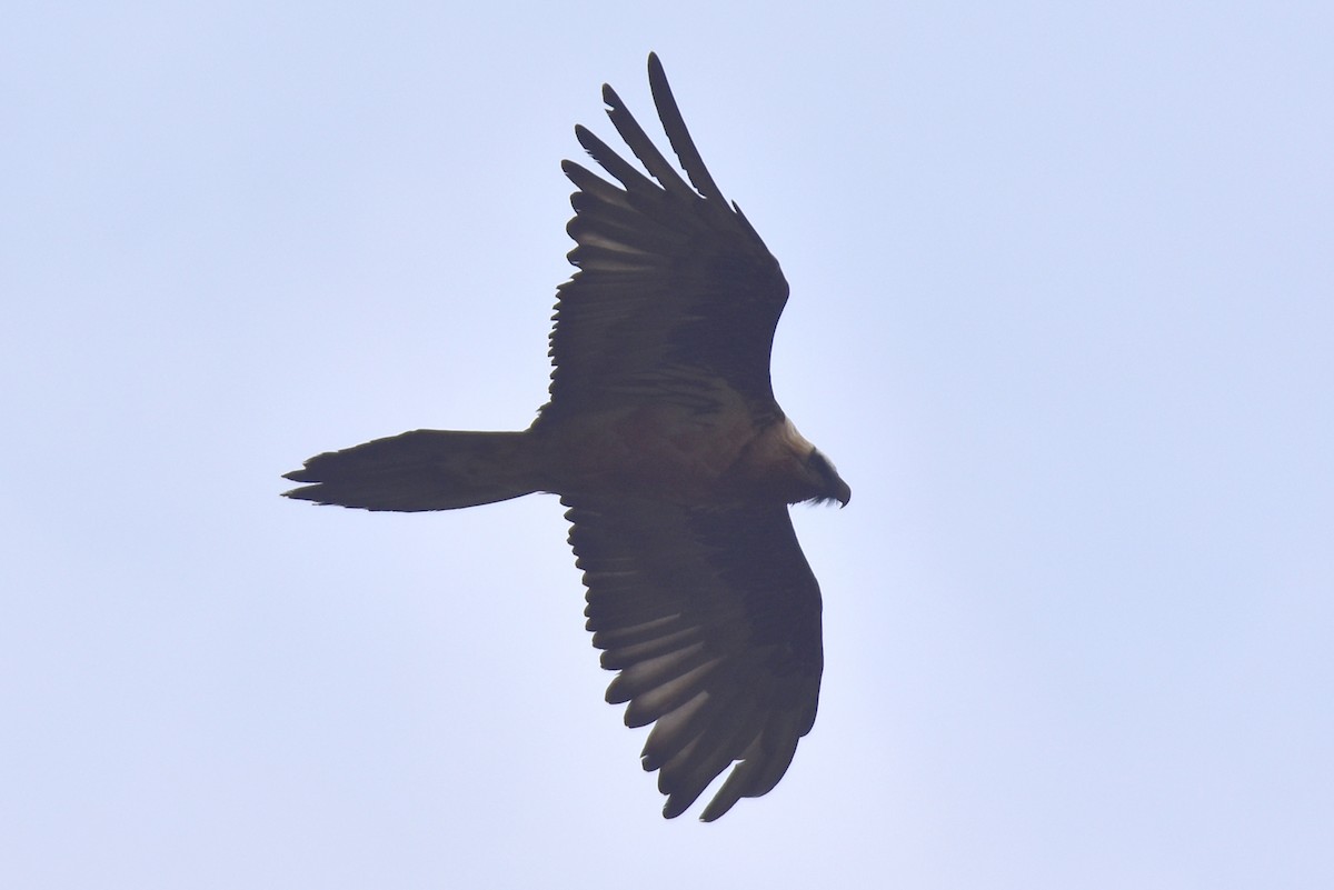 Bearded Vulture - Kudaibergen Amirekul