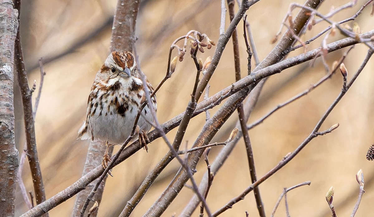 Song Sparrow - ML620292292