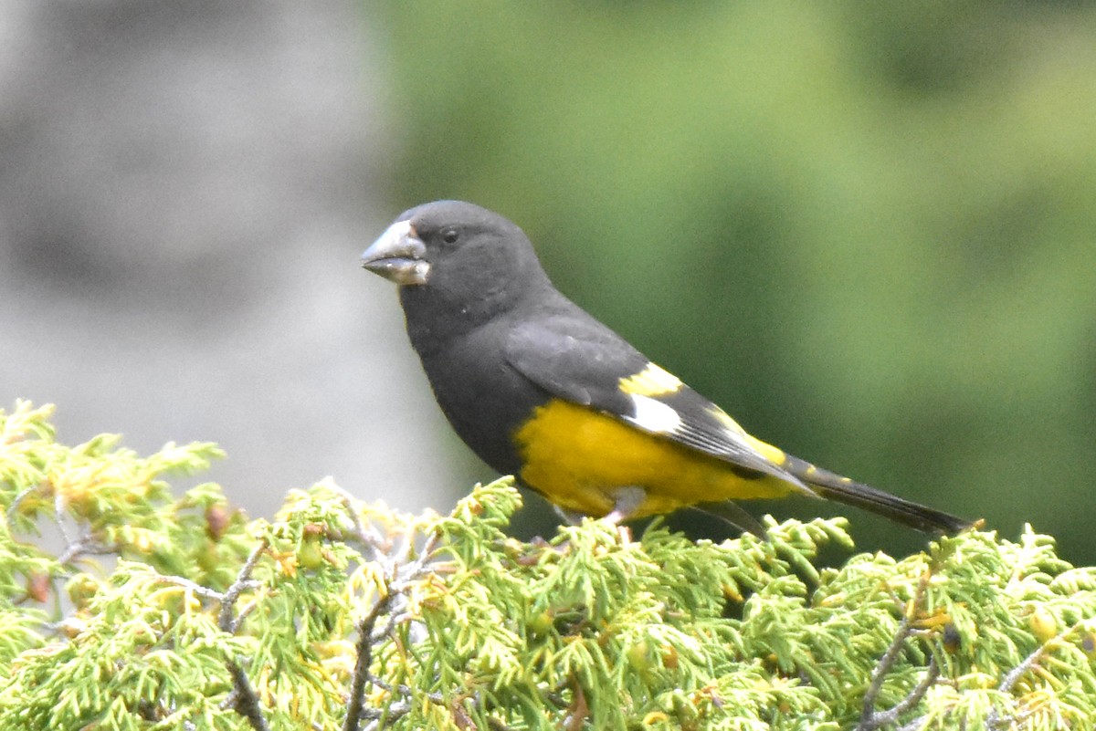 White-winged Grosbeak - ML620292293