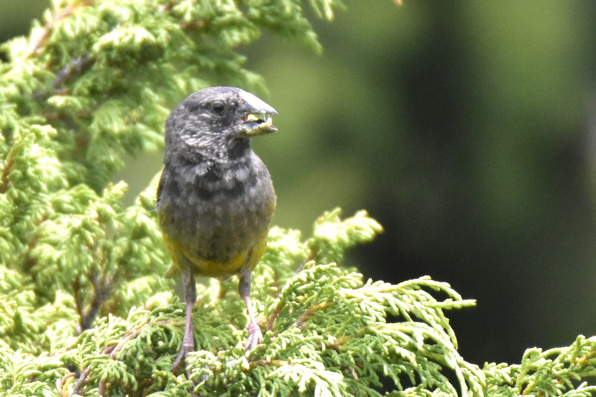 White-winged Grosbeak - ML620292294