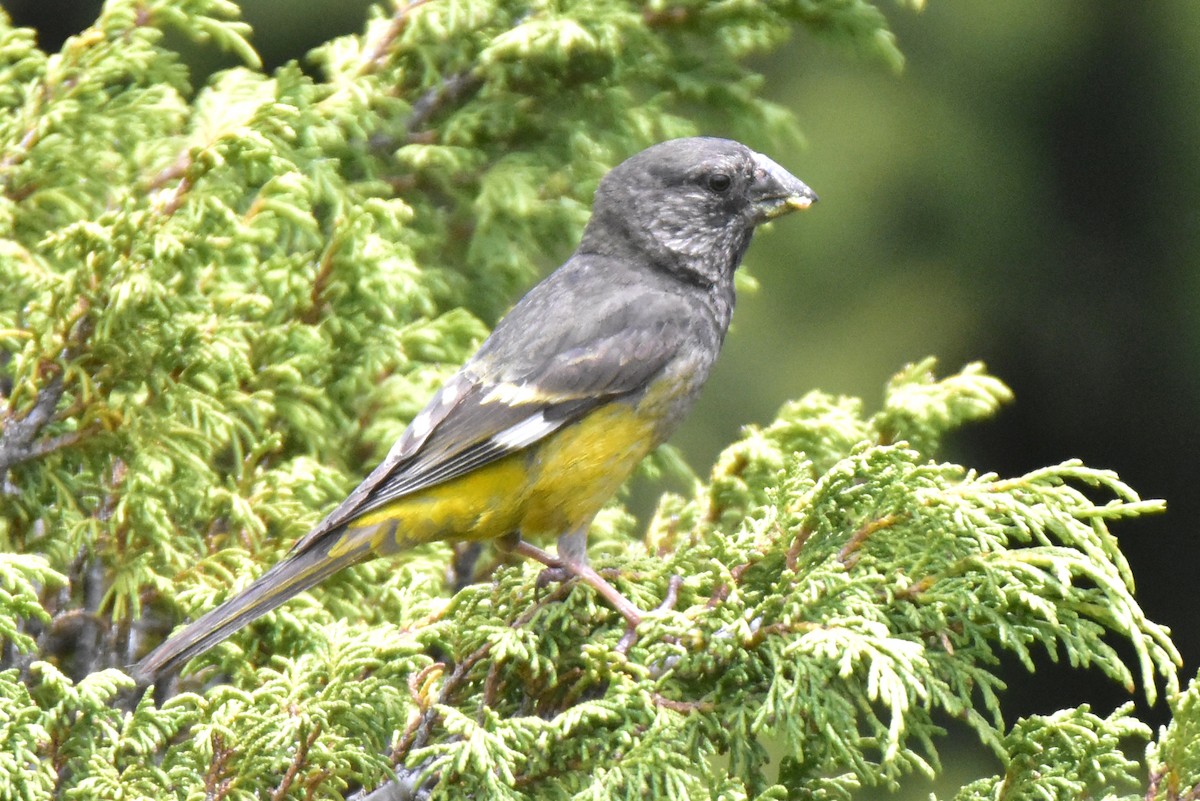 White-winged Grosbeak - ML620292295